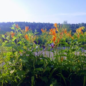 spring flowers