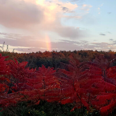 autumn view