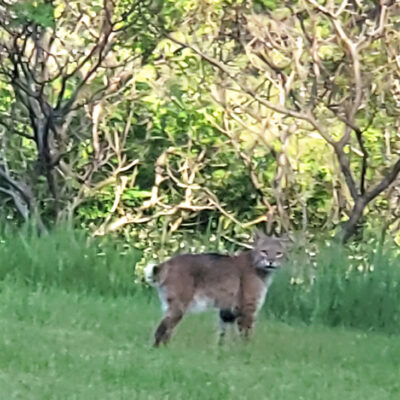 very lucky to spot a bobcat on the property!